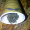 Emerald green tea from Bigote Ecuador