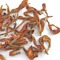 Lily Flower Tea from TeaCuppa