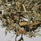 Lemon Ginger Snap from The Scented Leaf