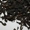 Big Red Robe “Da Hong Pao” from The Scented Leaf