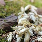 Silver Buds Yabao from Verdant Tea