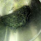 'Kyoto Hills' Sencha, Asamiya from Postcard Teas