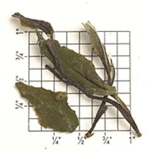 Special Grade Shou Mei White Tea ZW60 from Upton Tea Imports