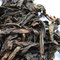Da Hong Pao from Camellia Sinensis