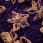 Starry Night from Art of Tea