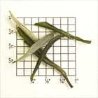 Jade Tips Select China Green Tea (ZG62) from Upton Tea Imports