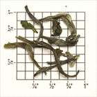 TD78: Puttabong Estate SFTGFOP1 Cl/Queen 1st Flush (DJ-36) from Upton Tea Imports