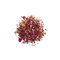 All The Raj from DAVIDsTEA