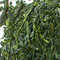 Sencha Fukamushi Aji from Camellia Sinensis