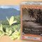 White Nectar Osmanthus Spring from Numi Organic Tea