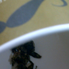 Tie Guan Yin from Bigote Ecuador