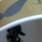 Tie Guan Yin from Bigote Ecuador