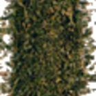 Tulsi Tea Mix (Bulk) from Organic India