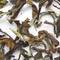 Formosa Fancy Oolong from A C Perch's