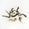 Castleton Moonlight First Flush Darjeeling from Canton Tea Co