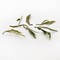 Arya Pearl First Flush White Darjeeling from 深蒸し茶