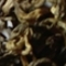 Assam Smoked Oolong from Grey's Teas