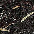 Toasted Coconut from Remedy Tea