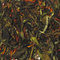 Lychee White from Shanti Tea