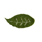 Matcha Superior from KIMICHA