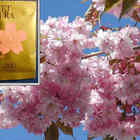 Sweet Sakura Black Tea from Tea Boutique