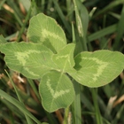 Clover Tea from homemade 
