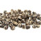 Long Zhu - Jasmine Dragon Pearl - Nonpareil from ESGREEN