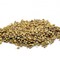 Wild Chrysanthemum Tiny Buds from ESGREEN