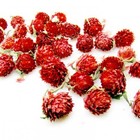 Red Globe Amaranth from ESGREEN