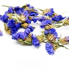 Forget-me-nots from ESGREEN