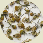 Chamomile Flowers from Simpson & Vail
