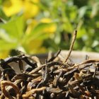 Wild-Picked Yunnan Jin Jun Mei from Verdant Tea
