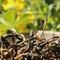 Wild-Picked Yunnan Jin Jun Mei from Verdant Tea