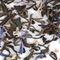 Darjeeling Blossom from Simon Levelt