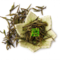 Organic Huangshan Mao Feng (Yellow Mountain Fur Peak) from The Tea Forest