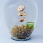 Chrysanthemum from The Tea Forest
