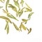 Superfine Pre-Ming Dragon Well Long Jing Tea from Teavivre