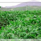 Shuangjing from Teabayforever