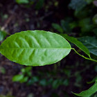 Guayusa from Sunfood