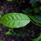 Guayusa from Sunfood