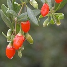 Goji Berries from Sunfood