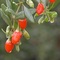 Goji Berries from Sunfood
