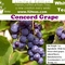 Concord Grape Bai Mu Dan from 52teas