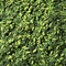 Japan Matcha Genmaicha from ESP Emporium