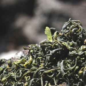 Laoshan White from Verdant Tea