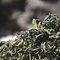 Laoshan White from Verdant Tea