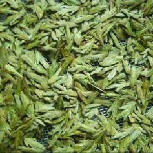 Ju Jia Long Jing from Hangzhou Jujia Tea Co. Ltd.
