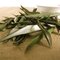 (English) Olive Leaf from Rare Tea Company