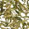 Lion's Peak Xi Hu Dragon Well Long Jing from Summit Tea Company