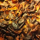 Cascara Tea from Stumptown Coffee Roasters